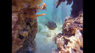 preview picture of video 'Freediving at Busselton Jetty, W.A. - one of the best jetty dives in the world.'