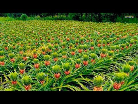 WOW! Amazing New Agriculture Technology - Pineapple tree