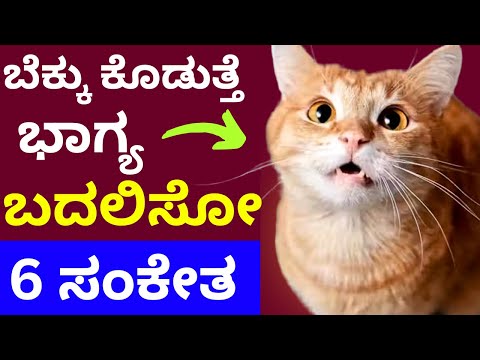 ಬೆಕ್ಕು ನೀಡುತ್ತೆ ಭಾಗ್ಯ ಬದಲಿಸುವ 6 ಸಂಕೇತಗಳು  Cat sign in astrology home