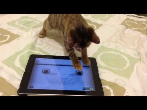 When a cat meets Cytus