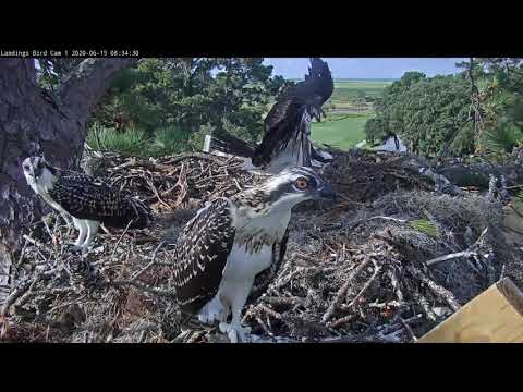 Osprey Chicks Get Some Air, Spend Time In Front Of Cam – June 15, 2020