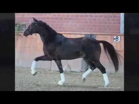 3. Ponyforum Hengsttage BAHRAIN v. Bob Sinclair - Amazing Star