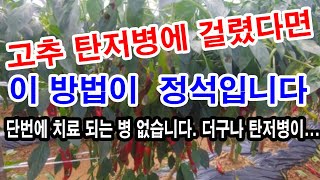 고추 탄저병에 걸렸다면 이 방법이 최선.(고추 병충해, 고추 병충해 방제, 고투 탄저병 방제법, 탄저병 농약…