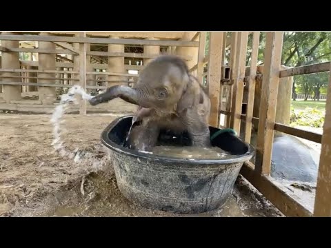 Baby Chaba & her bathtub ❤️❤️- EleFlix