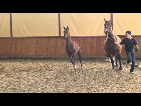 Hf v Negro x Rubino Rosso