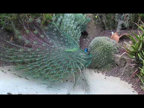 Peacock Mating 20