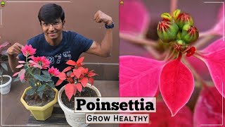 Poinsettia Complete Care || Poinsettia Care in Summer || How to grow healthy