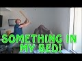 THERE'S SOMETHING IN MY BED!