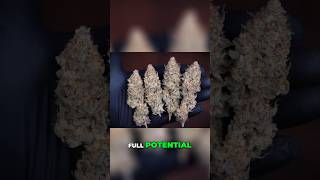 Holy Bananas Strain  Full Grow Cycle From Seed to Harvest!  #organicgardening