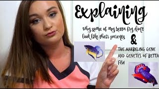 WHY MY BETTA FRY DON'T LOOK LIKE THEIR PARENTS | GENETICS ItsAnnaLouise