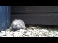 Poppy The Hedgehog