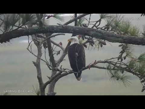 Bald Eagle Perches Within View Of Savannah Cam – Oct. 21, 2020