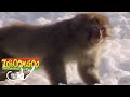 Zoboomafoo 108 Snowday HD Full Episode