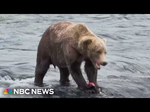 'Fat Bear Week' to return with internet voting on Alaska's chunkiest ursine ahead of hibernation