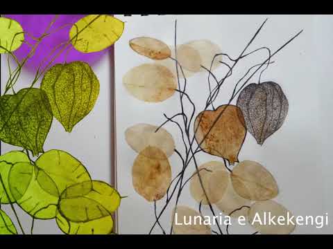 Lunaria e Physalis Alkekengi
