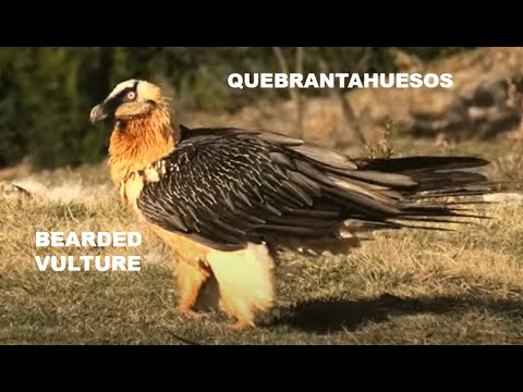 QUEBRANTAHUESOS | BEARDED VULTURE | Gypaetus barbatus