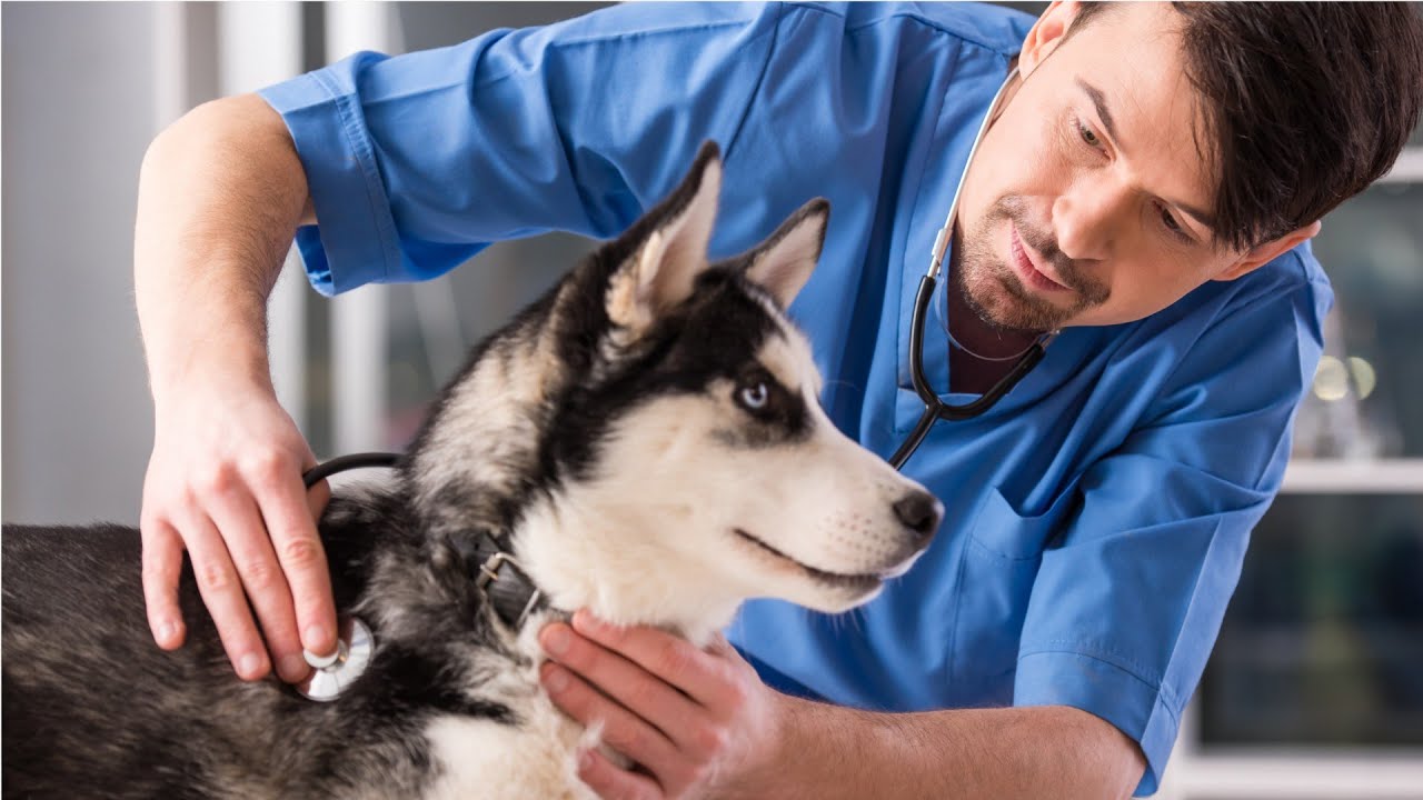 Veterinarians Career Video Video Preview