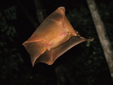 Mysterious Gliding Primate: WHAT IS THIS THING? | #shorts