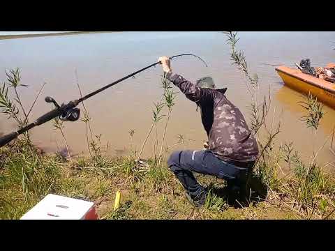 PESCA EN VICTORIA ENTRE RIOS.. Hermosos bagres laguneros salieron 🎣🎣🎣