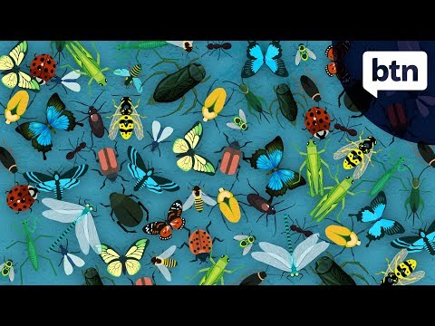 Insect Extinction