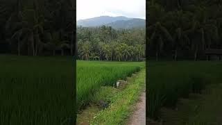 Download lagu Sawah Terasering Lalanglinggah, Tabanan - Bali  #wisata #wonderfulbali #amazingbali #ricefield mp3