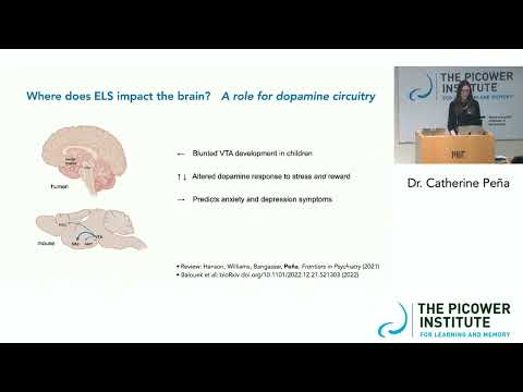 Early Life Stress & Translational Epigenetics