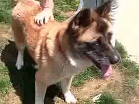 Sierra - RESCUE ONLY - Urgent, an adopted Akita in Mansfield, OH_image-1