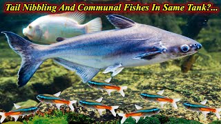 Keeping Communal Fish (Shark) And Tail Nibbling Fish(Neon Tetra) In Same Tank? / Fish Aquarium Tamil