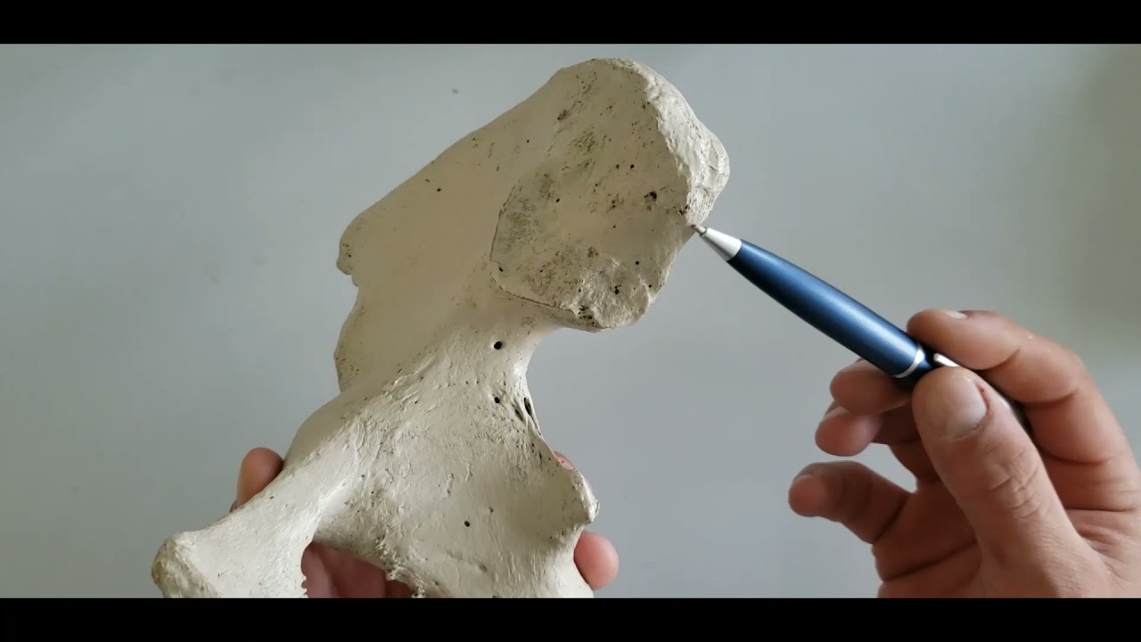 VÍDEO AULA PRÁTICA OSSOS DE MEMBRO INFERIOR PARTE 1 - OSSOS DO QUADRIL