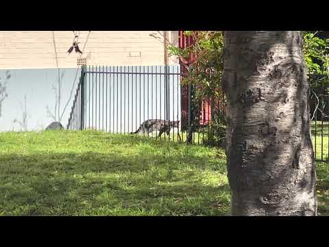 Cat! (Felis catus) (2022-09-11)