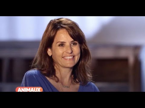Animaux Stars : Faustine Bollaert apprivoise un chien-loup face à Bernard Montiel