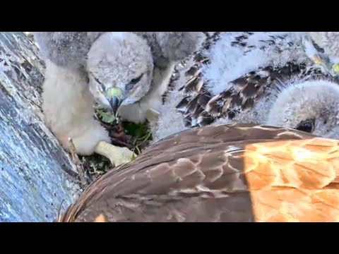 JUNE 01.LIVE CORNELL HAWKS.ZOOM IN ON:BIG RED 3 CHICKS.CHICKS SELVES FEED.BIG RED  FEEDS 3 CHICKS..