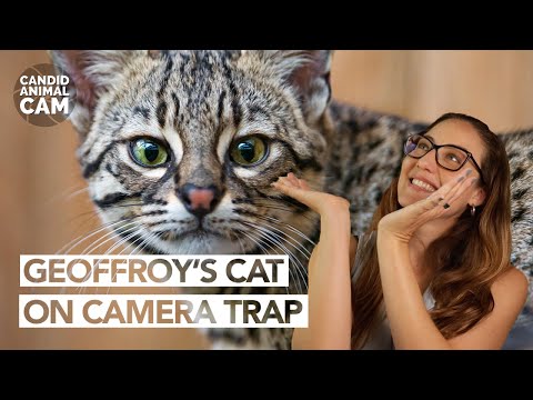 How many kittens can a Geoffroy's cat have? | Candid Animal Cam