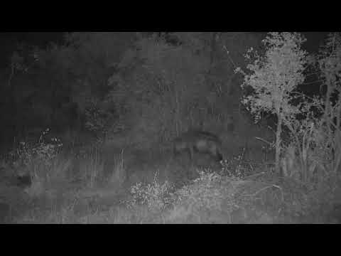 Djuma: Lone Hyena sniffing around - 19:56 - 05/28/21