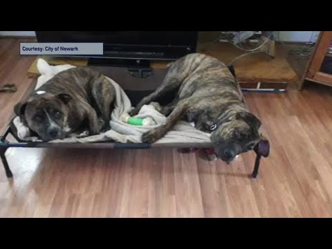 NJ Newark Officials Addressing Dog Licenses