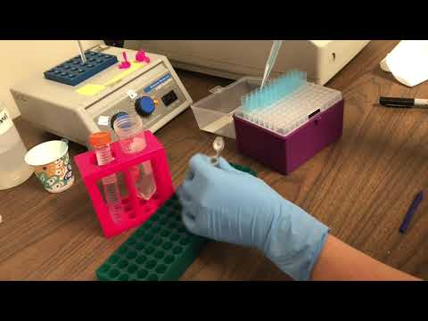 Lab Demo: DNA Extraction for GMO PCR