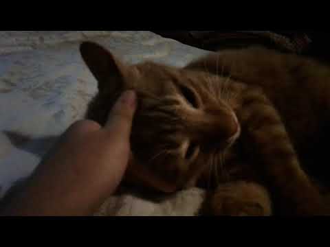 My cat (read description )