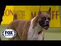 Wilma The Boxer Wins The Working Group At 2020 Westminster Dog Show FOX SPORTS