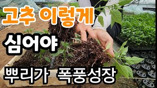 고추 심을때 꼭 이렇게 심어야 폭풍성장
