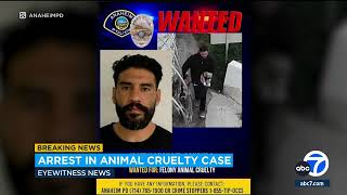 Anaheim police make arrest after man seen kicking small dog in disturbing video