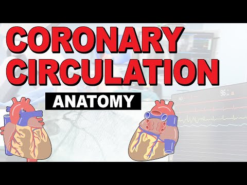 The Anatomy of the Coronary Circulation