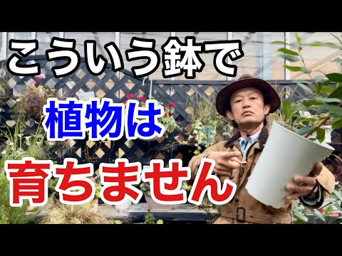 バルコニーの鉢でローズマリーを育てるためのヒント