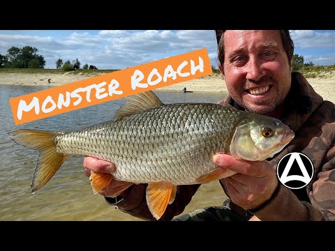 Store britiske skaller