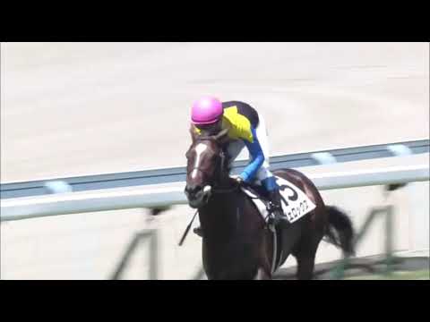 Velox (JPN) wins race 5 at Kokura 8/5/2018