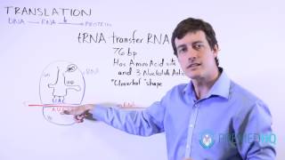 DNA Translation | mRNA to Protein, and tRNA's Role