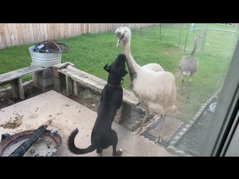 Poggers Fights Kevin *Gone Sus*