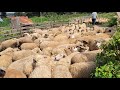 Sheep Farming 1 4 Acre Is Enough For Sheep Production