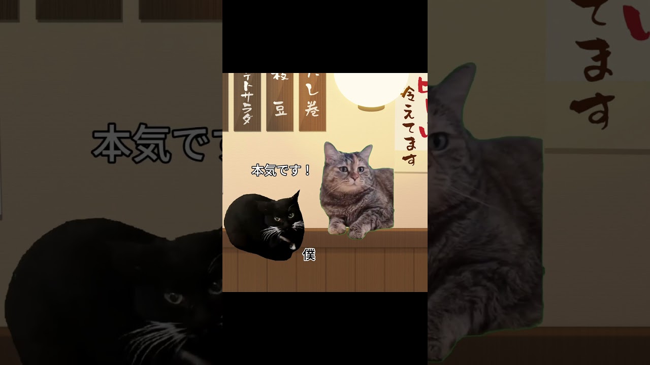 真の愛は、ふたりが一緒にいられるときだけでなく、ふたりが離れていてもなお続くものです #猫ミーム #py1on