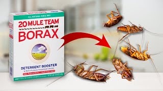 Homemade Way To Kill Roaches [It