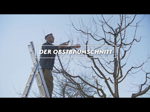 Der Obstbaumschnitt